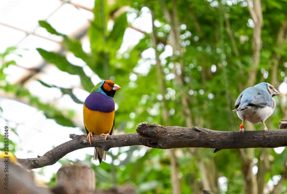 Obraz premium Tropical Bird