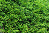 Green background made of fresh plants. Natural texture