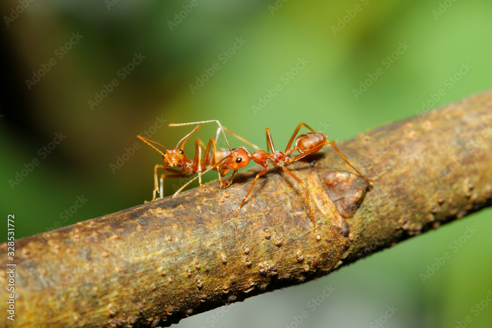Close up red ant on stick tree in nature at thailand Close up red ant on stick tree in nature at thailand