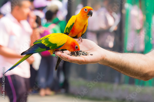 A beautiful colored parrot eating food in his hand