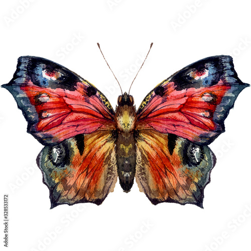 Fotografie Watercolor Illustration of Peacock Butterfly