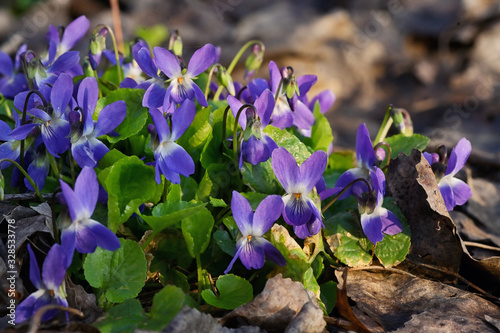 Violets (Viola Odorata) In A Forest