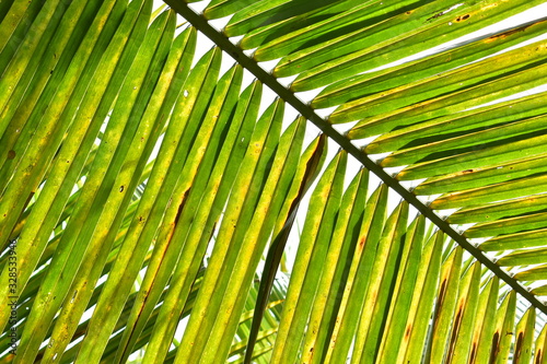 green coconut leaf branch in nature