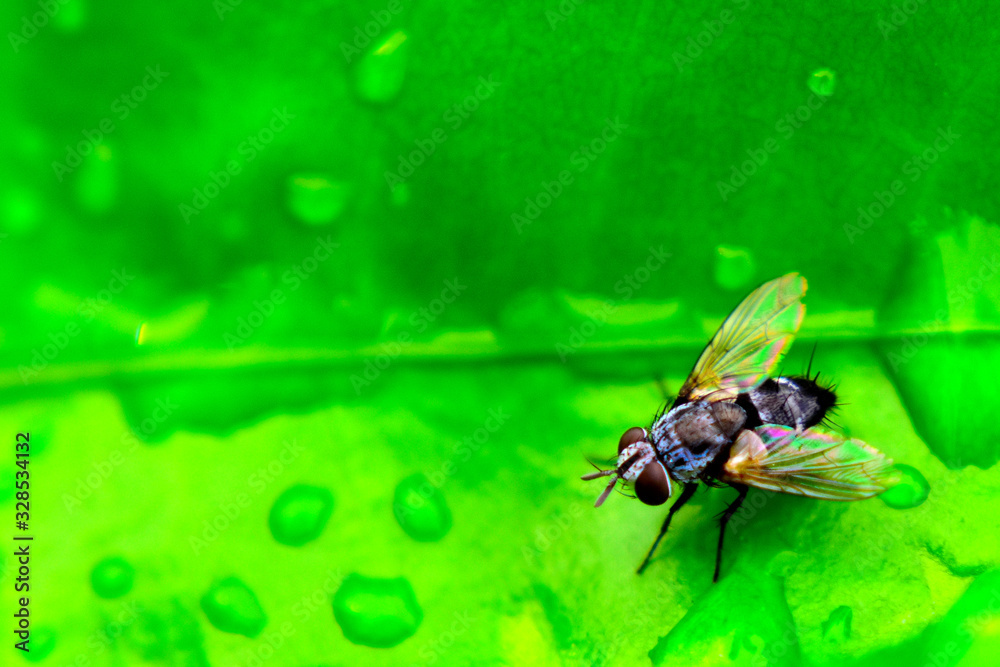 Fototapeta premium fly on a leaf