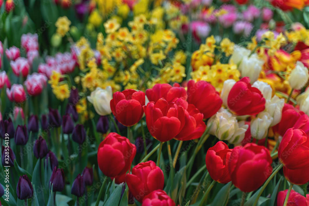 a whole field of tulips of different colors