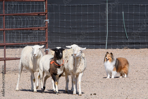 Εκτύπωση καμβά Shetland Sheepdog herding a group of sheep