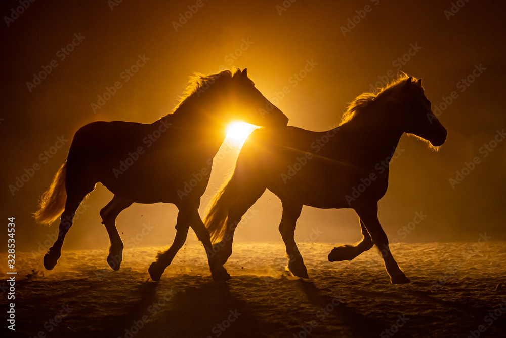 Silhouette of two galloping Haflinger Horses in a orange smokey atmosphere