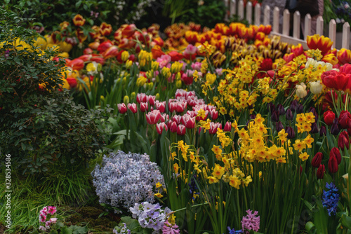 a whole field of tulips of different colors