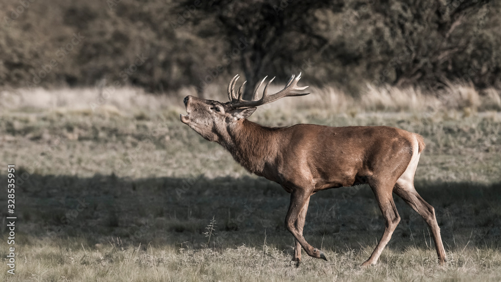 Red deer rut La Pampa, Argentina, Parque Luro Nature Reserve Red deer rut La Pampa, Argentina, Parque Luro Nature Reserve