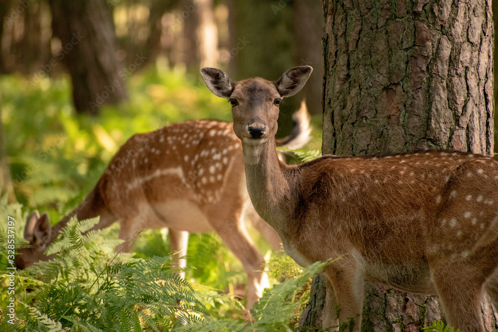 Rotwild im Wald