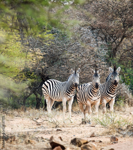 zebras