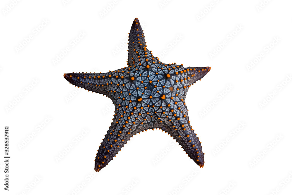 top view of starfish isolated on white with clipping path for photomontage top view of starfish isolated on white with clipping path for photomontage