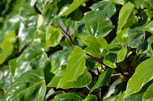  bright green ivy close-up