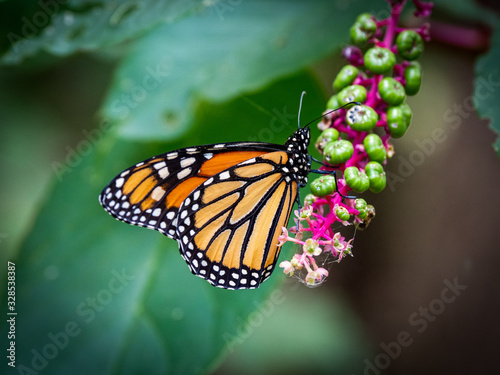monarch butterfly on flower with red stem and green seeds © Ronda