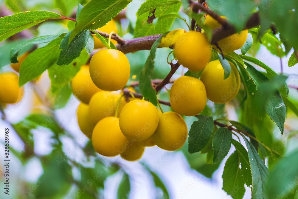 Yellow cherry plum fruits on the tree during ripening_