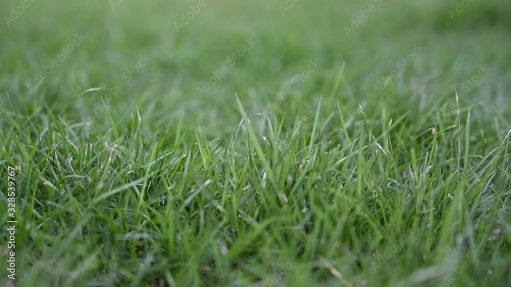Slow motion of closeup nature view of green leaf in garden. Natural green plants landscape using as a concept idea background or wallpaper. Natural green leaves grass background. Slow motion of closeup nature view of green leaf in garden. Natural green plants landscape using as a concept idea background or wallpaper. Natural green leaves grass background.
