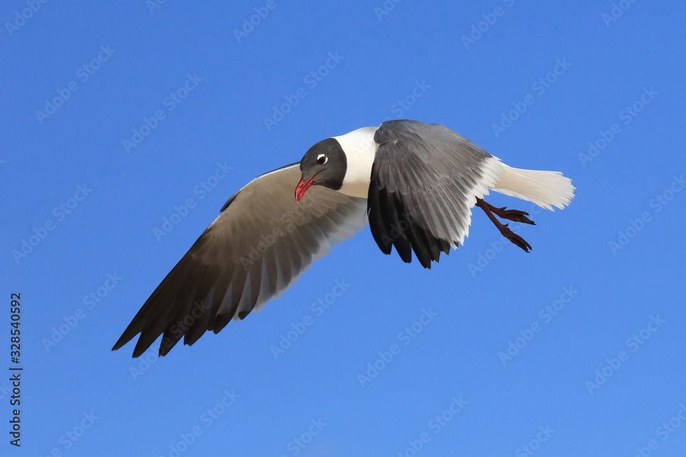 Fototapeta premium Möwe im Flug