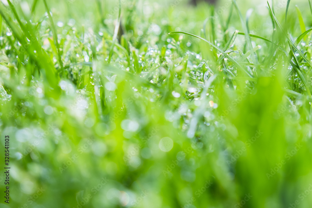 Close Up Of Fresh Grass With Water Drops In The Early Morning Close Up Of Fresh Grass With Water Drops In The Early Morning