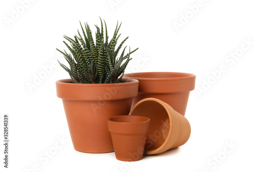 Succulent and clay pots isolated on white background