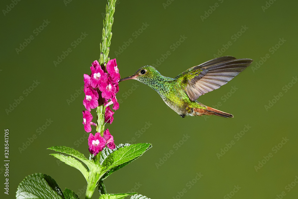 Fototapeta premium Flying Rufous-tailed Hummingbird with clear green background in Costa Rica. Hummingbird drinks nectar from a flower. Birds in the nature habitat, wild Costa Rica.