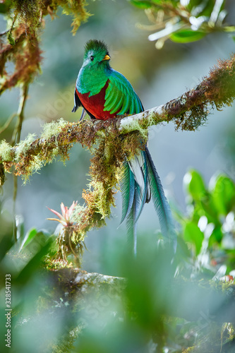 The most beautiful bird of Central America. Resplendent quetzal (Pharomachrus mocinno) Sitting ma branches covered with moss. Beautiful green quetzal with red belly.