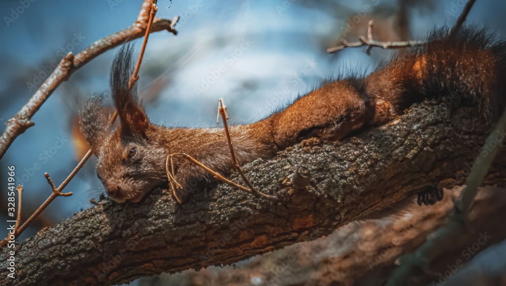 Obraz premium Schlafendes Eichhörnchen im Baum