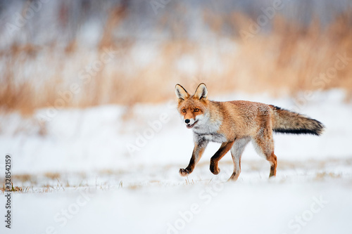 Beautiful young red fox (Vulpes vulpes) running away from freshly fallen snow. Wildlife scene with nature predator. Animal in natural environment.