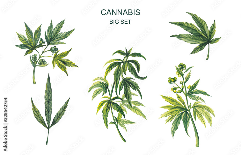 Watercolor illustration. Big set of cannabis on a white background.