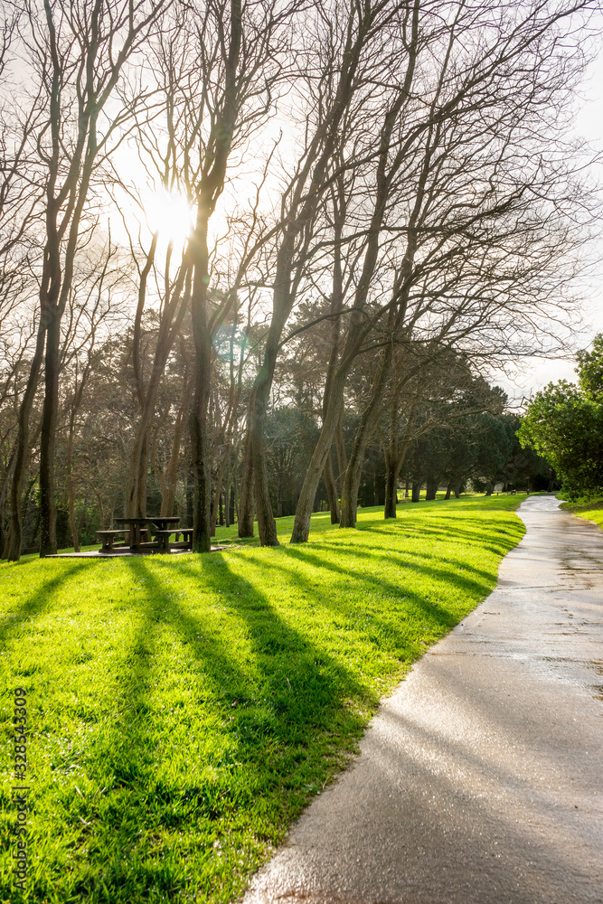 Obraz premium Small path in a natural park surrounded by trees for exercise and running