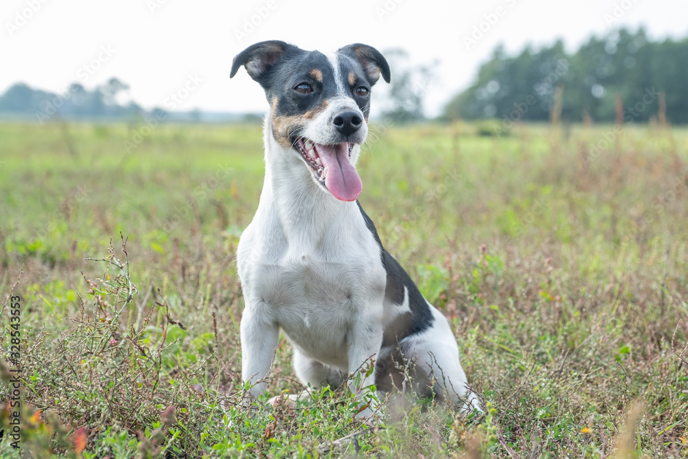 Black and white Jack Russell Terrier posing in a field