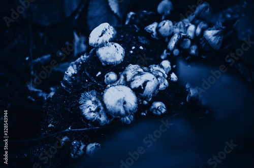 Toadstool mushrooms in the forest in classic blue color. Fashionable tinted and contrasting background for design. Copy space