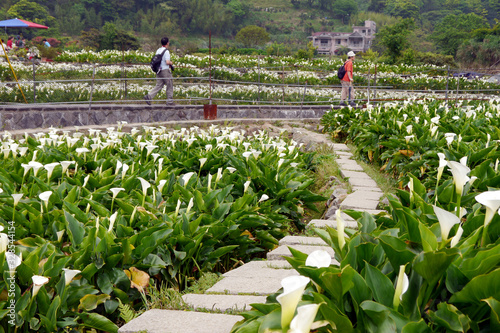 A stone road through of white Arum Lily field. Calla Lily or Gold Calla. Zantedeschia aethiopica plant in the family Araceae. In Zhuzihu, Taiwan. photo
