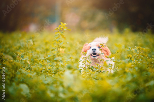 Cane animale domestico corre felice nell'erba photo