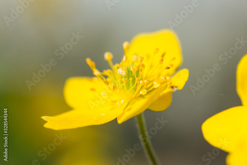 Yellow anemone (Anemone ranunculoides) or yellow wood anemone or buttercup anemone, woodland and forest plant with root-like rhizomesand petal-like tepals of rich yellow colouring. Family Ranunculacea
