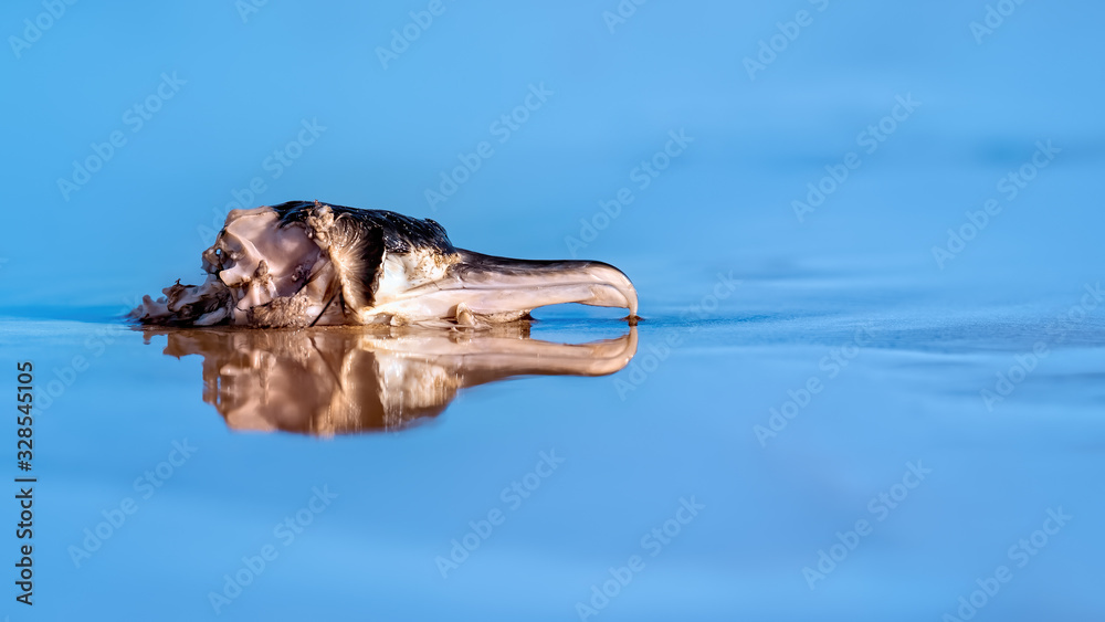 Cormorant's head lying in shallow ocean with reflections in the blue water