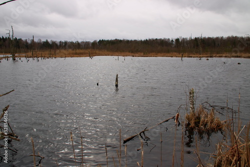 blick ins schwenninger moos im schwarzwald photo