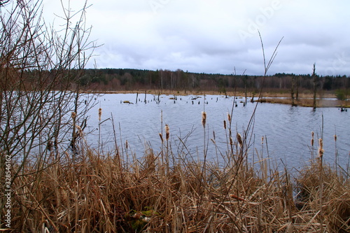 blick ins schwenninger moos im schwarzwald