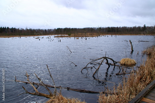 blick ins schwenninger moos im schwarzwald photo