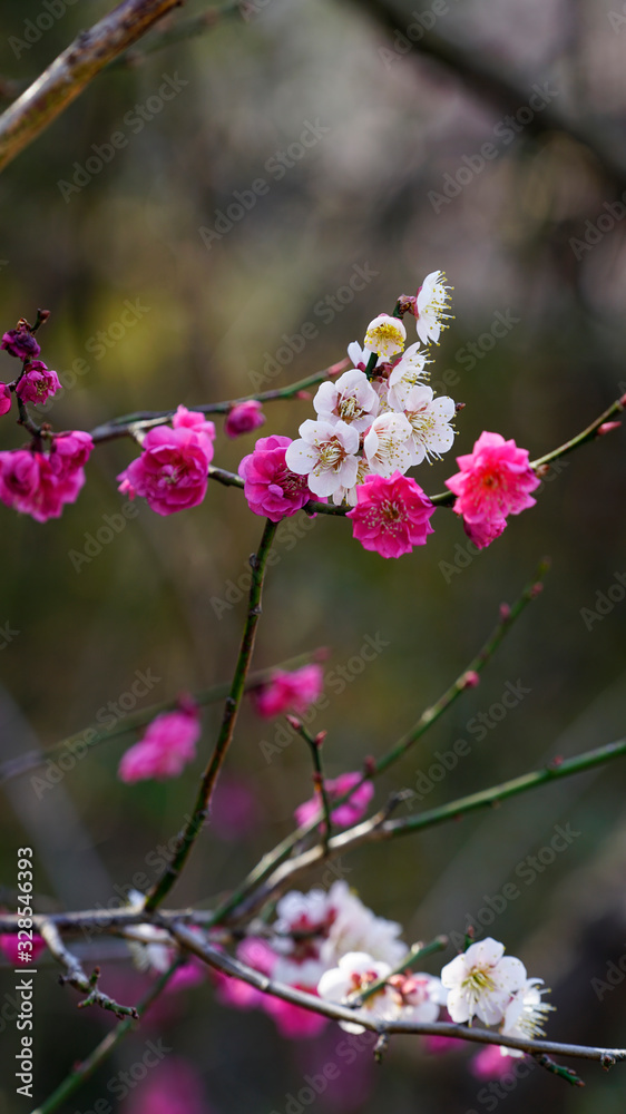 Korean apricot flowers at apricot farm in March Korean apricot flowers at apricot farm in March
