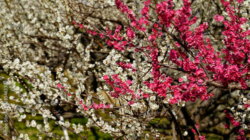 Korean apricot flowers at apricot farm in March © Busan Oppa