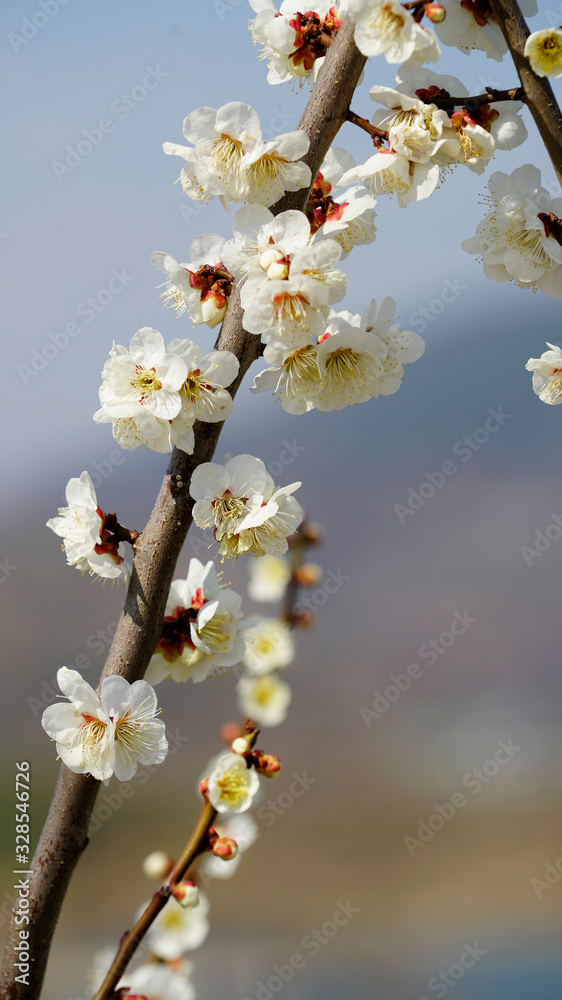 Korean apricot flowers at apricot farm in March Korean apricot flowers at apricot farm in March