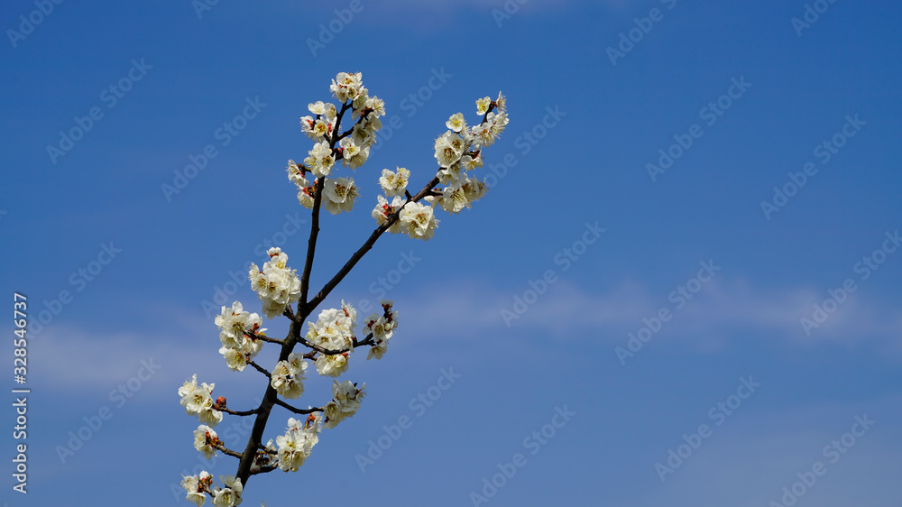 Korean apricot flowers at apricot farm in March