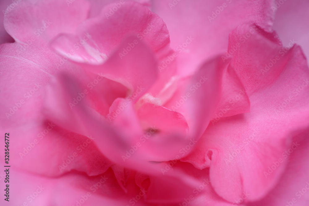 Abstract closeup pink nerium oleander flower. Abstract closeup pink nerium oleander flower.