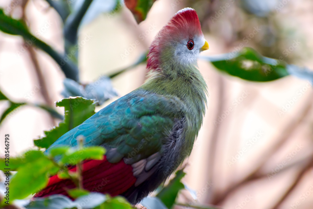 Red-crested Turaco (Tauraco erythrolophus) resting in a tree