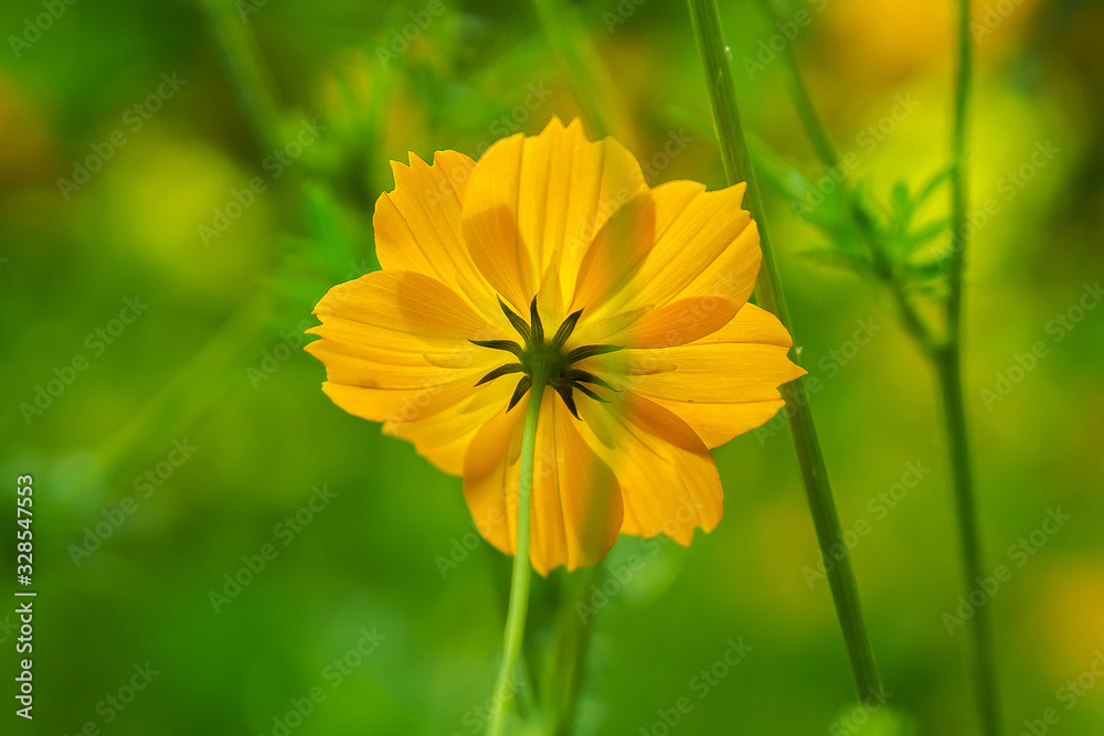Fototapeta premium flower under sunlight