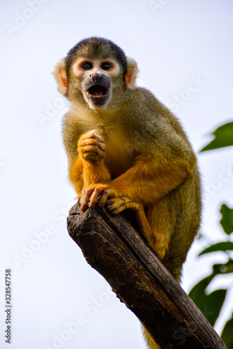 Canvas Print Common Squirrel Monkey (Saimiri sciureus)
