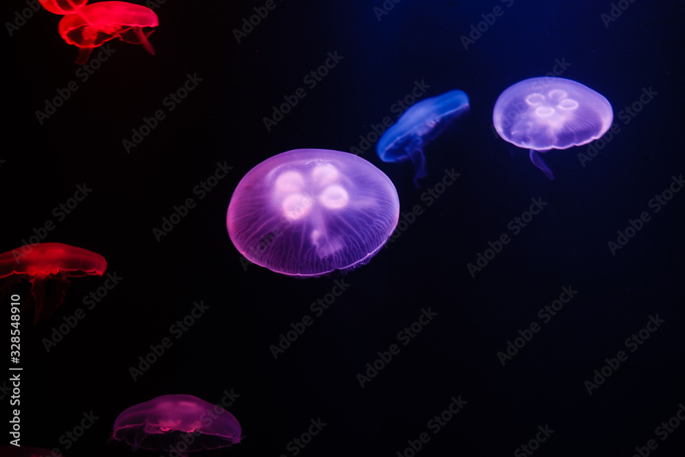 Jellyfish swimming in the dark water (Фон медуз на черном фоне)