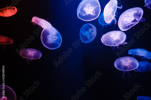 Jellyfish swimming in the dark water (Фон медуз на черном фоне) © Екатерина Кузнецова