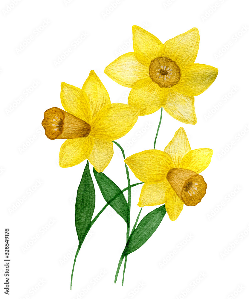 watercolor yellow daffodils flowers isolated on white background, beautiful  hand painted spring daffodil flower, daffodil bouquet, springtime floral  design Stock Illustration | Adobe Stock
