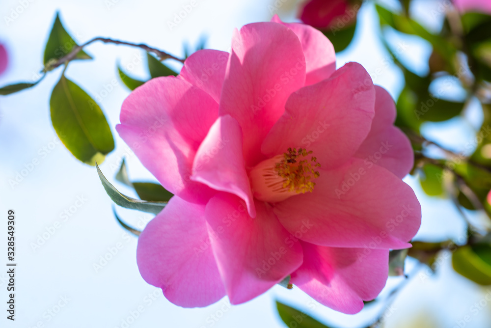 Pink flowers of camellia x williamsii brigadoon Pink flowers of camellia x williamsii brigadoon